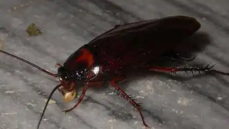 中国建造世界最大蟑螂工厂,每年养几十亿只蟑螂,日清除垃圾50吨