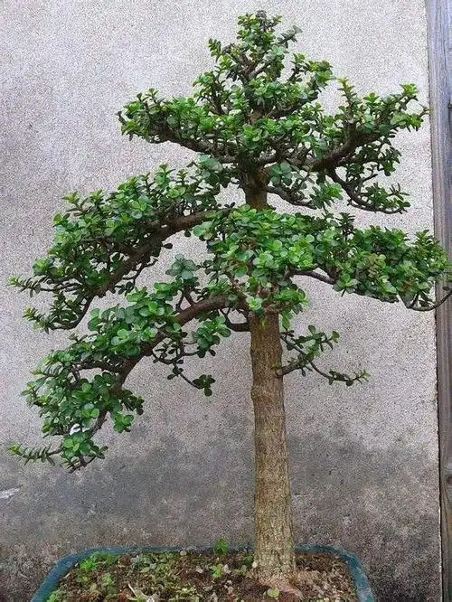 金枝玉叶植物,变成值钱"老树桩"(金枝玉叶如何繁殖)_犇涌向乾