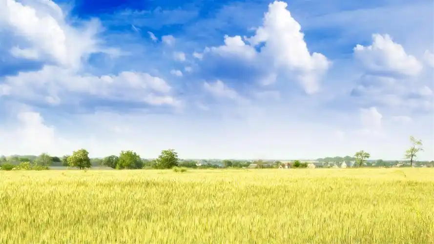 蓝天白云下的金色麦田图片电脑桌面壁纸,风景壁纸,唯美,天空,清新