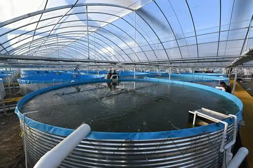 养鱼工厂化