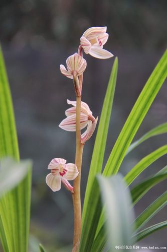 荷之冠之大气-莲瓣篇-中国兰花交易网社区