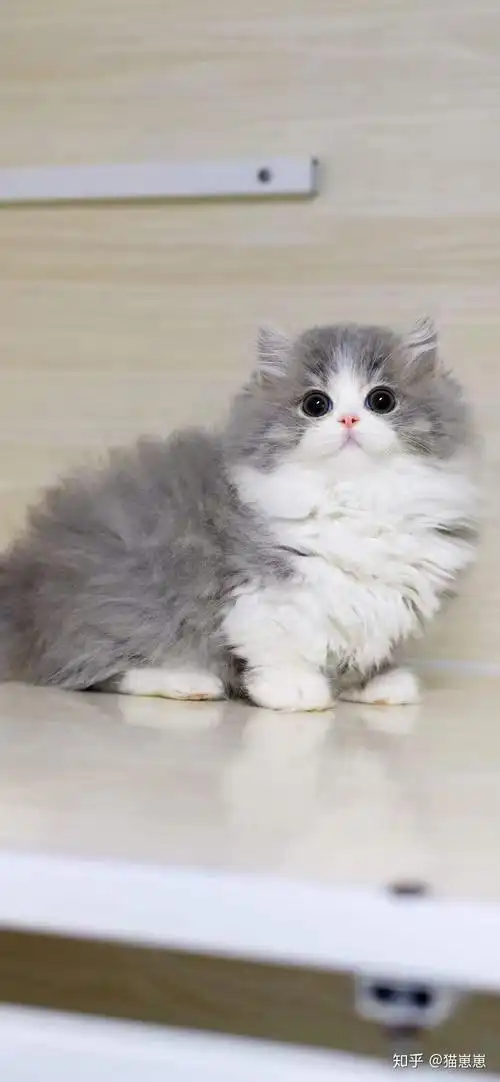 拿破仑猫多少钱一只