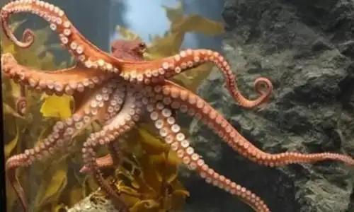 乌贼和章鱼的区别乌贼蠢笨有十个触手章鱼聪明有八个触手