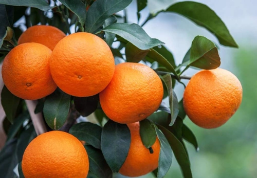 中医农业果实膨果掌握好这5点来年个头大产量还能翻番