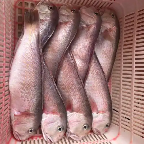 马头鱼鱼肉雪白鲜嫩像蒜瓣鲜煎非常好吃