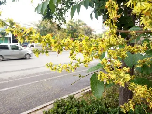 白露微雨见道旁榉树开花