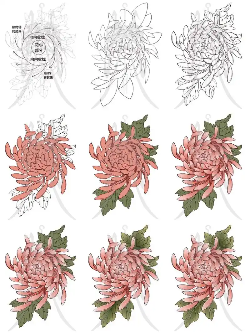 新传统菊花原创教程.向左滑动学习绘画步骤从起稿到线稿从线 - 抖音