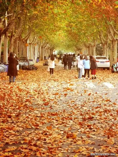 郑州财经学院百米法桐落叶犹如电影