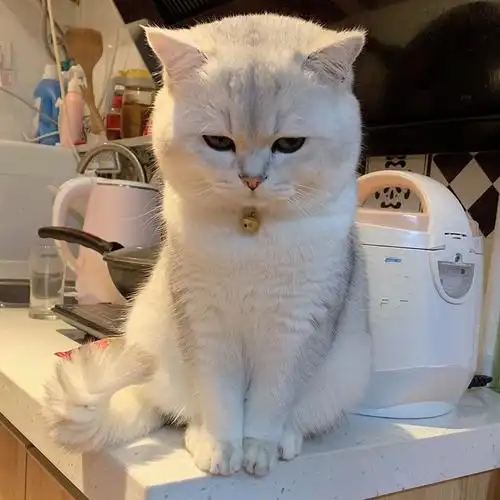 一折活体猫咪小型_银渐层英短银渐层猫幼崽银渐层幼猫小奶猫活体可爱