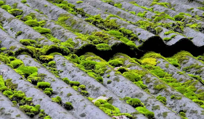 瓦上的苔藓图片其他种类的植物苔藓