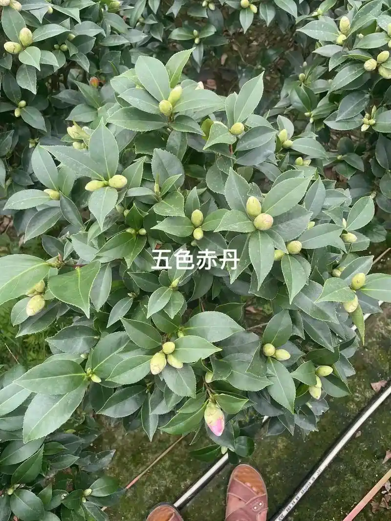 五色赤丹茶花 - 抖音