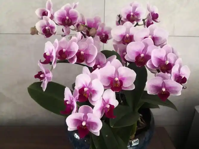 蝴蝶兰宝贝拼盆