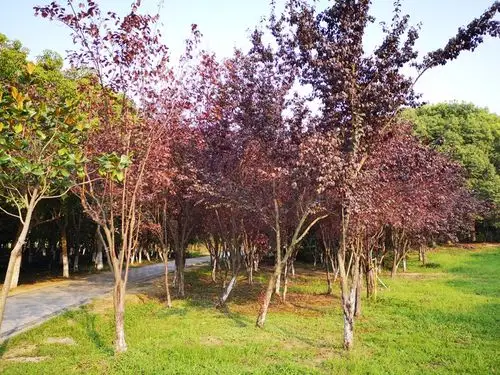 沙家浜湿地小科普紫叶李