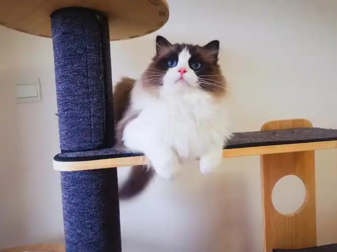 成都赛级布偶猫限量配种借配啦