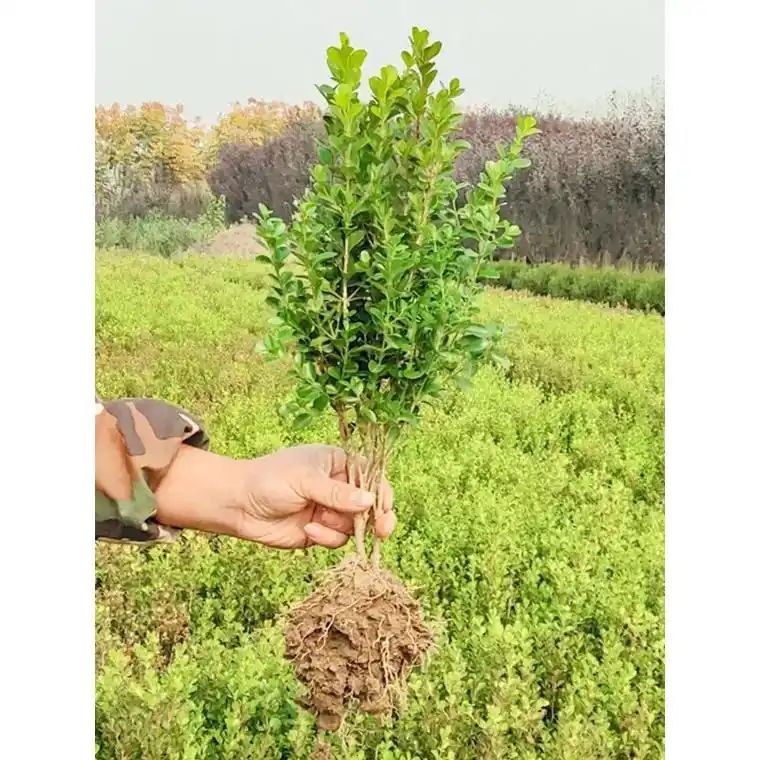 千年矮树 苗常绿 植四季路边绿化花卉院子里种的花万年青树苗黄 - 抖