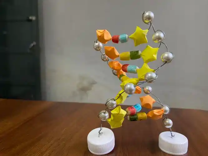 高二生物dna模型制作大赛