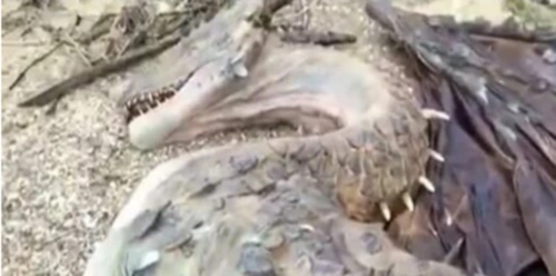 昆仑山真龙现身吃人?真相让所有人吃惊