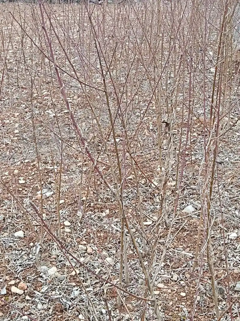 优质果树苗出售.品种有秋王桃,黄金果(歪子的新品种),大波兰 - 抖音