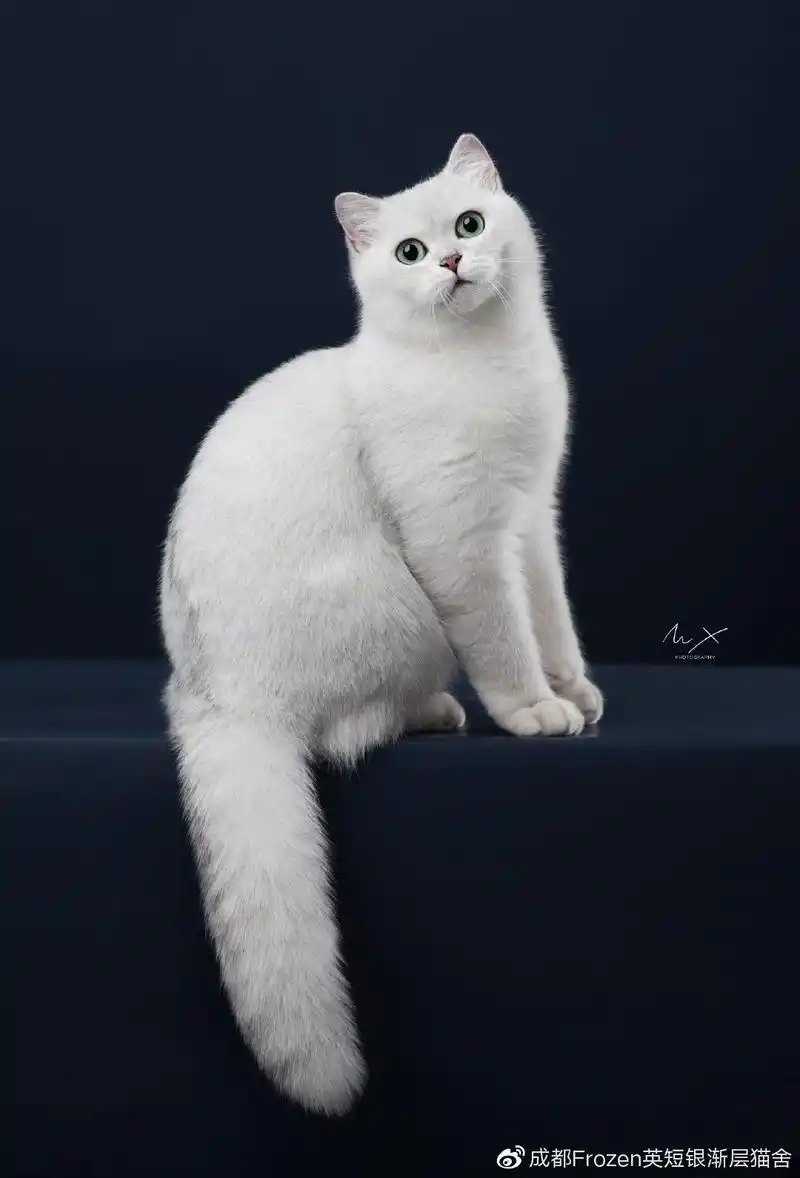 成都frozen英短银渐层猫舍简介