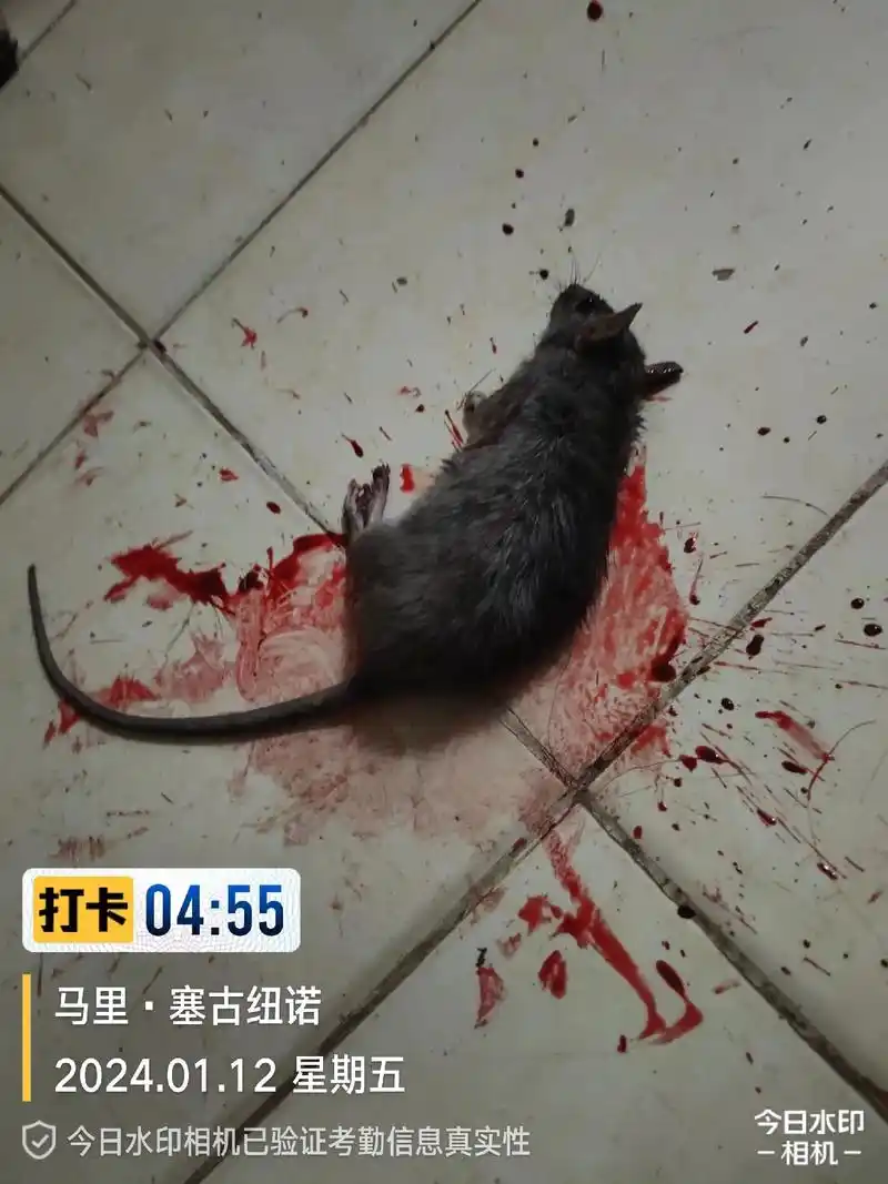 沉睡中被惊醒[抓狂][抓狂]该死的老鼠害得我一个晚上不得睡觉 - 抖音