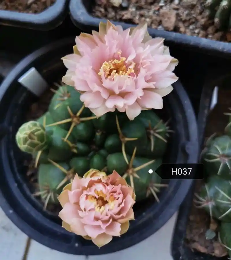 美花海王仙人球 美美哒 真是赏心悦目