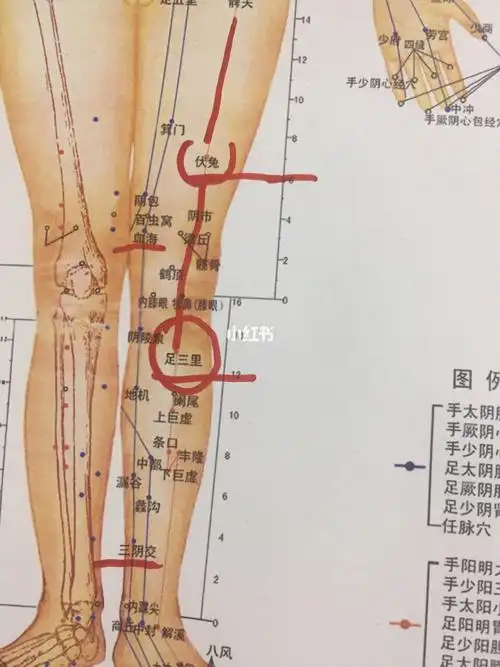 【瘦腿】续上篇腿部刮痧,咱看着图来刮_刮痧_瘦腿_减肥_瘦身_产后塑形