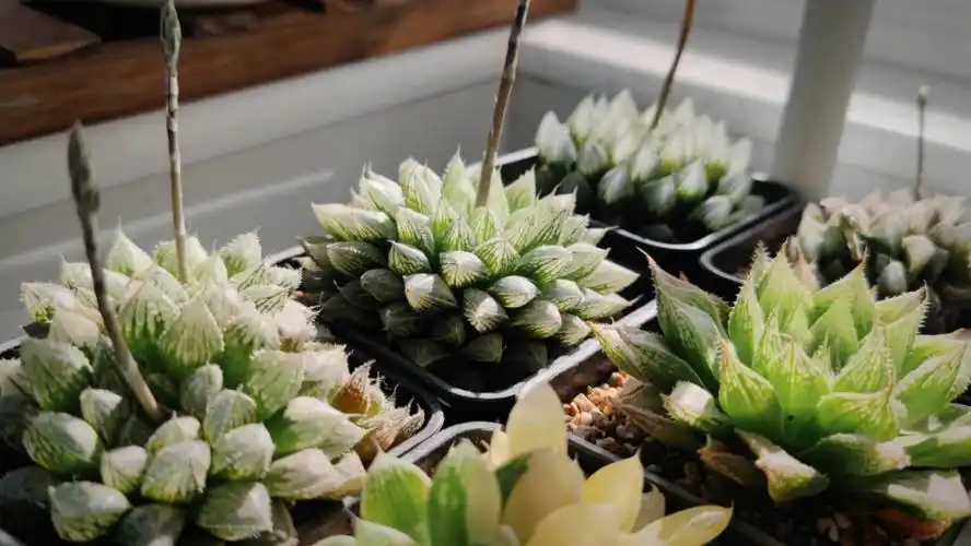 这个季节的玉露好美