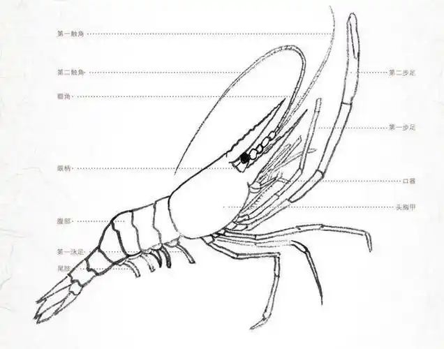 虾的工笔画法:分步骤讲解虾的部位画法和用笔,简单易学,快收藏