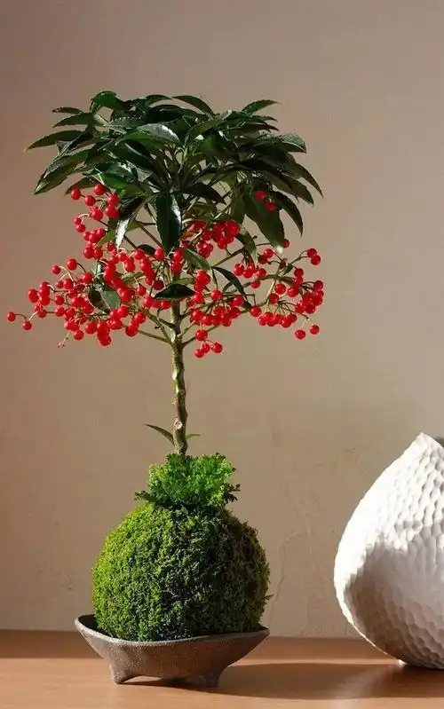 圣诞月收集这些红色果实植物可以为新年开运哦