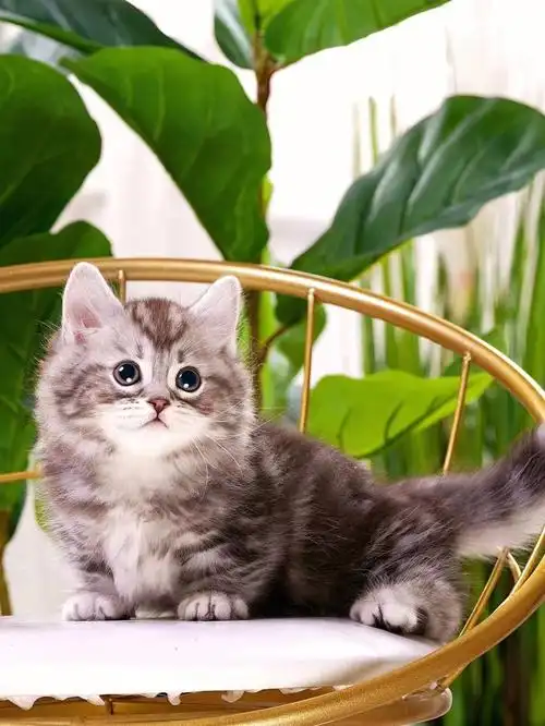 5  广州番禺区#猫咪  #广州猫舍  #新手养猫  #我的萌宠  #拿破仑矮脚