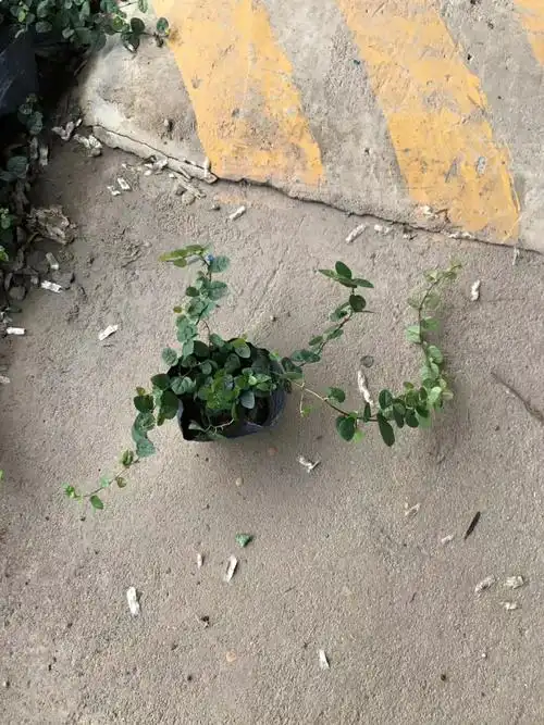 907基地供应 薜荔 20-60cm藤长 杯苗 营养钵 盆栽