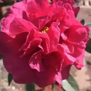 【九心十八】九心十八品牌,价格 - 阿里巴巴