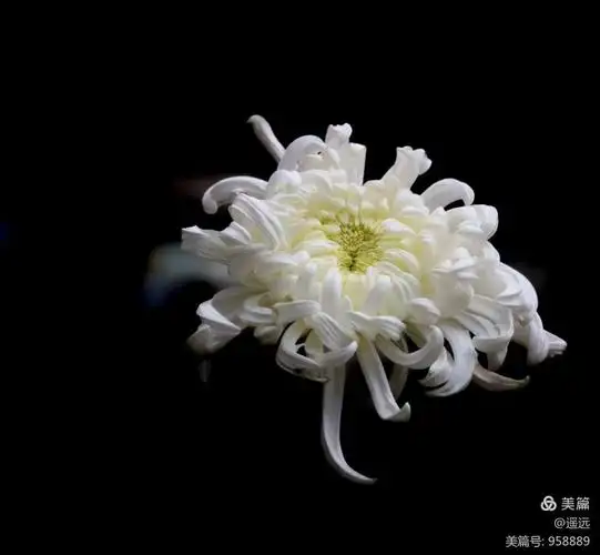 美文 父亲 细雨淋湿发梢 心中哀伤泪眼婆娑 白花坟头飘摇 恨  病魔让