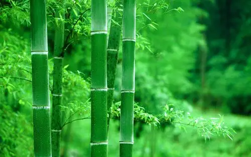 绿色护眼竹林风景图片桌面壁纸