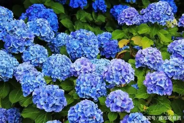 夏天开的花(夏天开的花都有什么花)