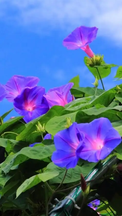 许多紫色的牵牛花,花朵,天空 iphone 壁纸