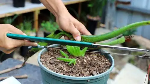 芦荟应该怎么养