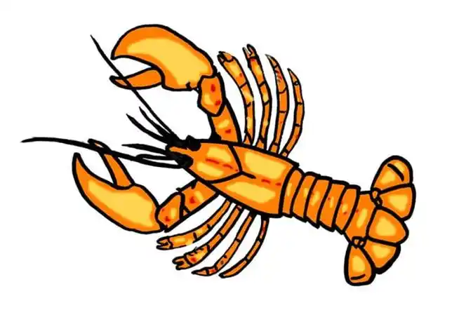 如何画大龙虾简笔画?_简笔画 - 绘画者图库