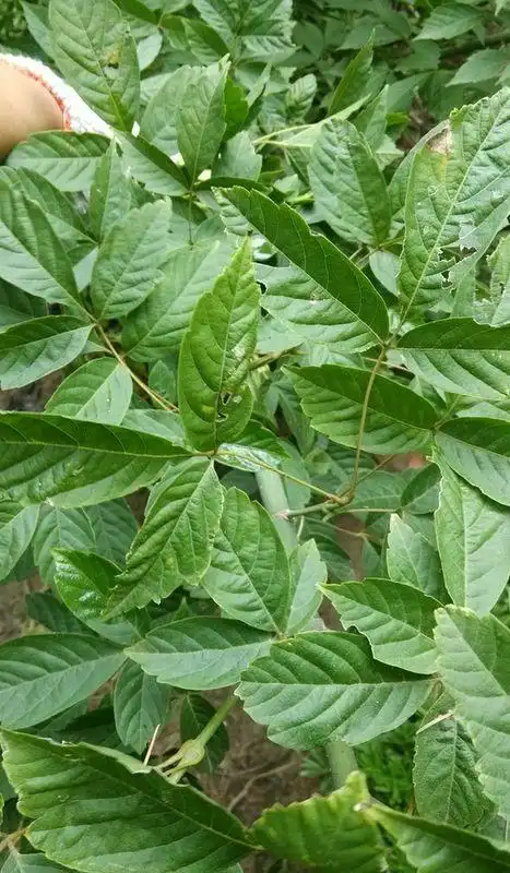 三出复叶.枝条是绿色的