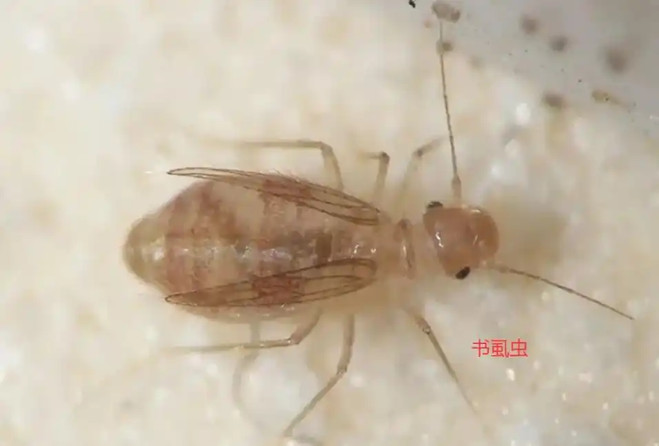 书虱虫用什么杀虫剂消灭好