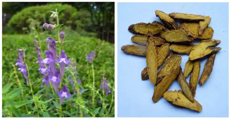 中草药黄芩产生抗癌物质的途径