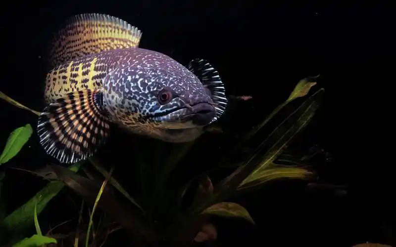 黄金眼镜蛇雷龙的日常