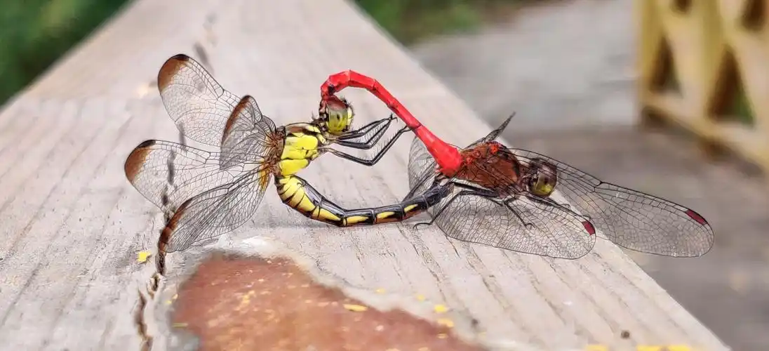 蜻蜓宝宝长大后依然是娃娃脸小朋友发现有趣的小秘密