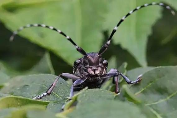 触角为什么能闻到气味触角上有4000个嗅觉器等同鼻子