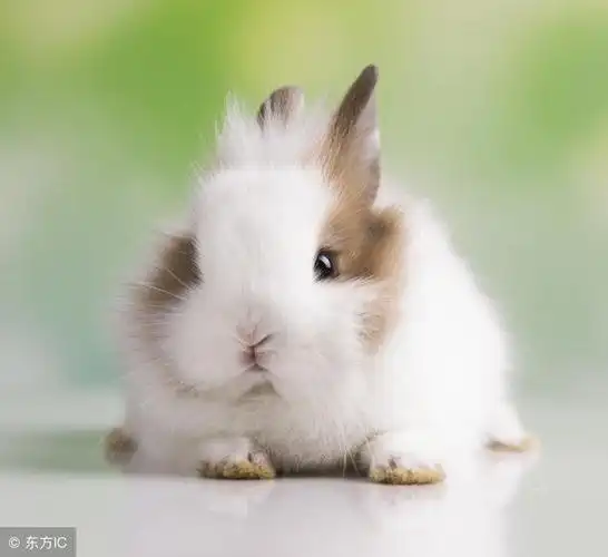 2015年属兔人几岁,另外,还有人想问属兔子的2021年今年多大,你知道这