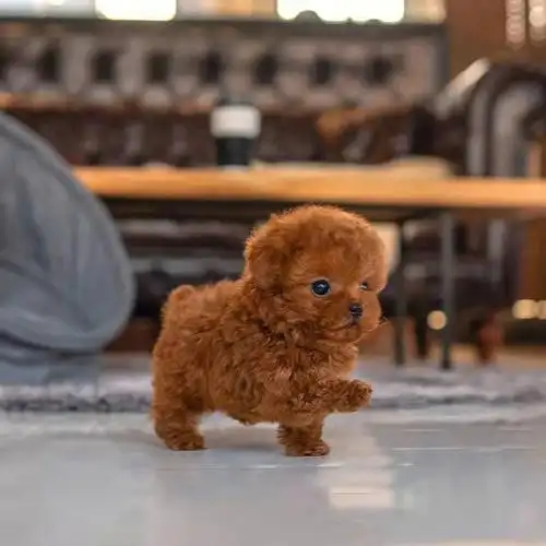 泰迪幼犬犬两个多月,会吃狗粮了,健康活泼,自己家喂的,博美幼犬两个多