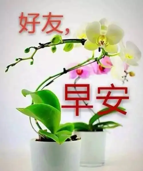 11月18日,最漂亮早上好动态表情图片大全,早晨好美图大全