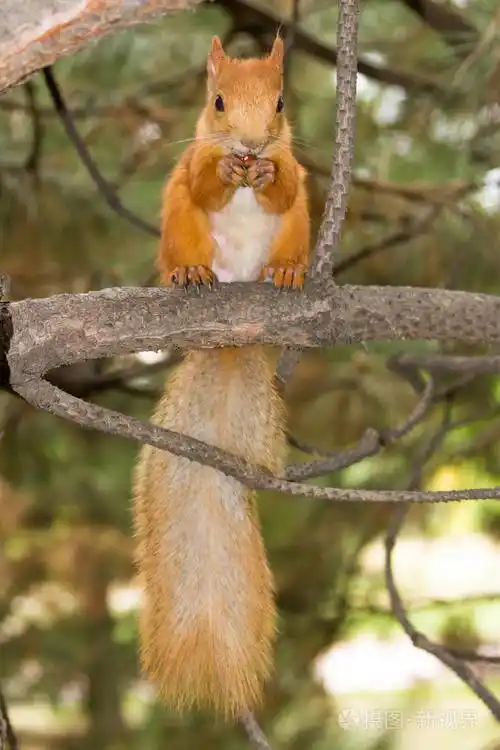 一只尾巴蓬松的松鼠坐在树枝上