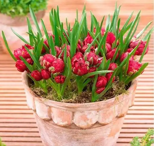 25种常见球根花卉(50种常见的球根花卉) - 养殖日记