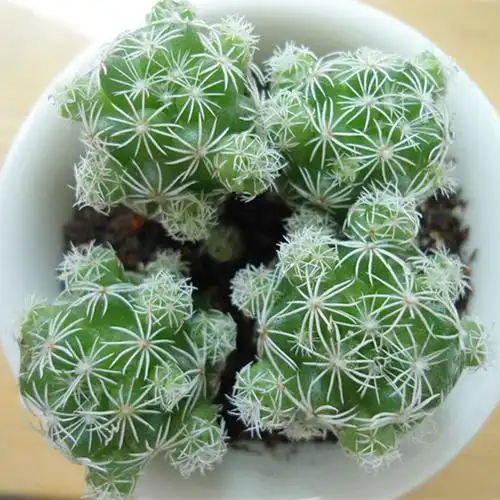 仙人多浆多肉植物 白鸟 桌面绿植盆栽 肉肉植物盆栽